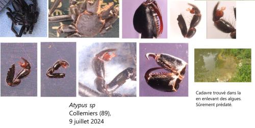 Réf. 345 677 : Atypus piceus